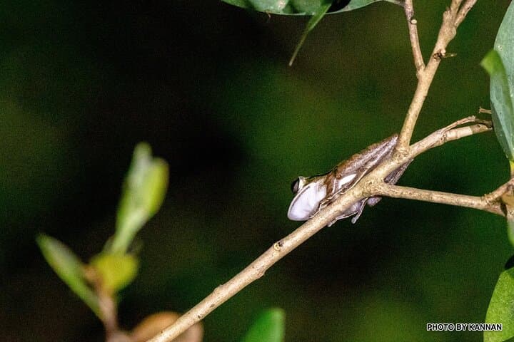 Nocturnal Secrets: Pasir Ris Mangrove Night Walk in Singapore photo 5