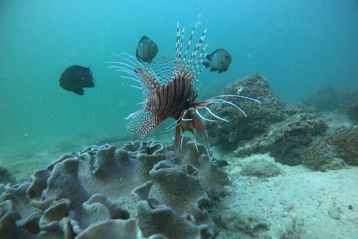 Dimaniyat Islands Snorkeling & Dolphin Watching — Half-Day Marine Safari from Muscat photo 4