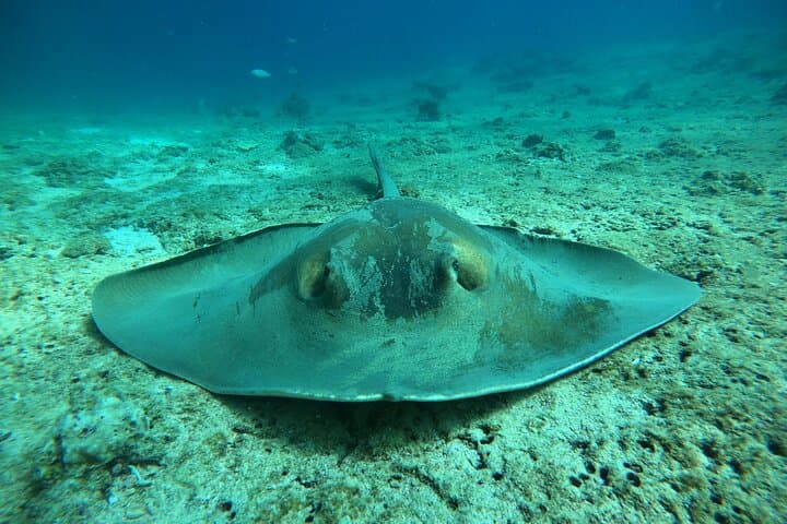 Dimaniyat Islands Snorkeling & Dolphin Watching — Half-Day Marine Safari from Muscat photo 2
