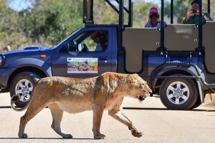 Private Full-Day Kruger Park Safari from Hazyview or Skukuza