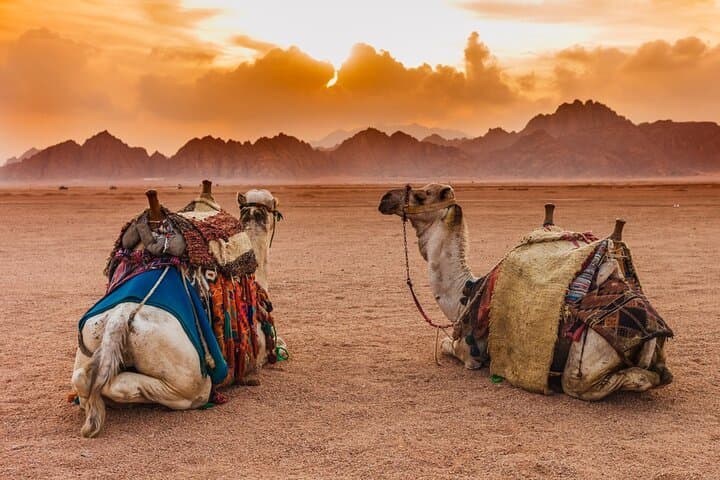 Sinai Desert Quad Biking: Sunrise & Sunset ATV Tours from Sharm El Sheikh photo 2