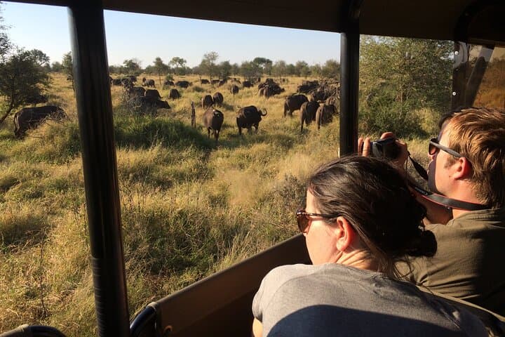 Dawn Drive in Kruger: Private Morning Safari from Hazyview photo 2