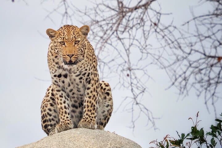 Dawn Drive in Kruger: Private Morning Safari from Hazyview photo 5