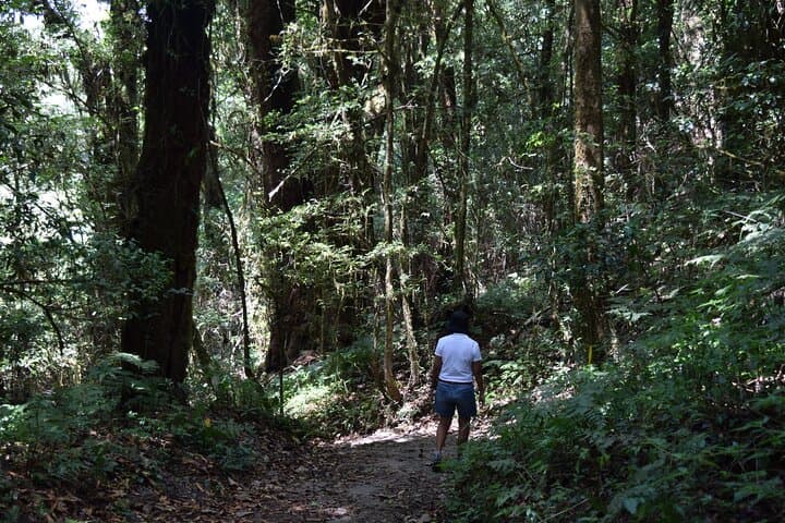 Doi Inthanon Day Tour — Peak Views, Twin Pagodas & Waterfall Walks photo 2