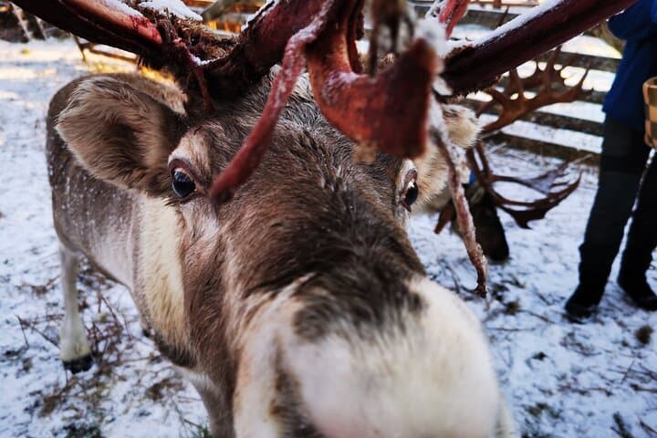 Rovaniemi Husky & Reindeer Safari with Northern Lights BBQ Experience photo 4