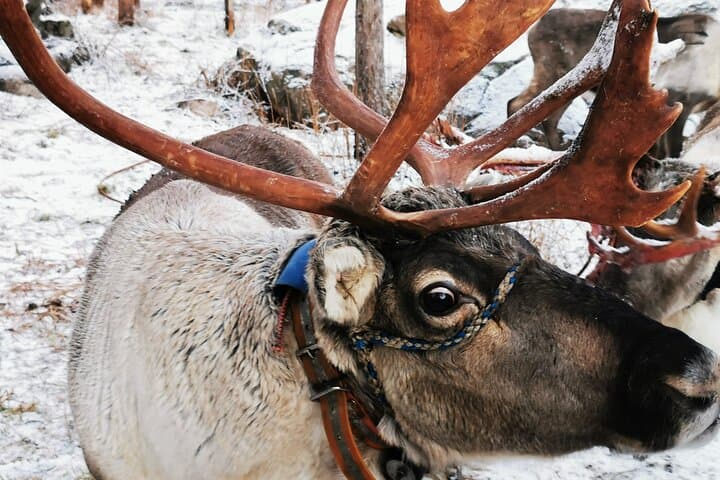 Rovaniemi Husky & Reindeer Safari with Northern Lights BBQ Experience