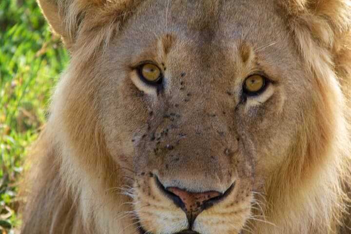 2-Day Private Safari: Tarangire & Ngorongoro Crater — Big Five and Baobabs