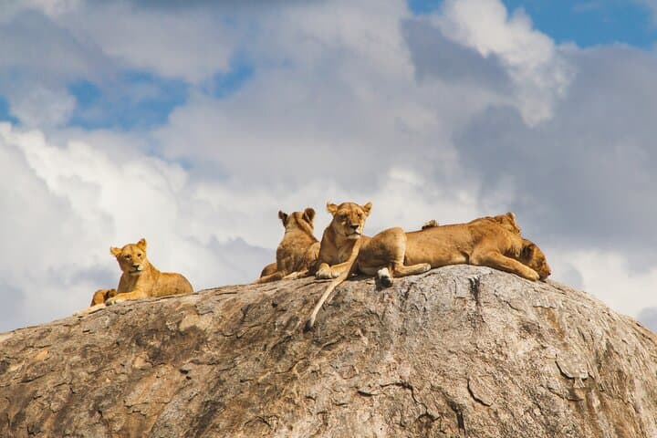 2-Day Private Safari: Tarangire & Ngorongoro Crater — Big Five and Baobabs photo 2