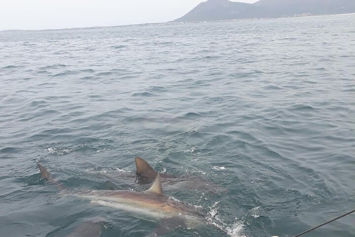 Shark Cage Diving Off Gansbaai: Up-Close Great White Encounters Near Cape Town photo 4