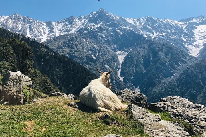 Triund Trek from McLeod Ganj: 2-Day Sunrise Camp in the Dhauladhar photo 2