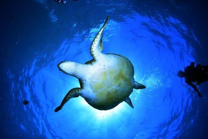 Snorkeling Tenerife's Volcanic Bay: Small-Group Guided Tour