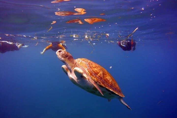 Snorkeling Tenerife's Volcanic Bay: Small-Group Guided Tour photo 3