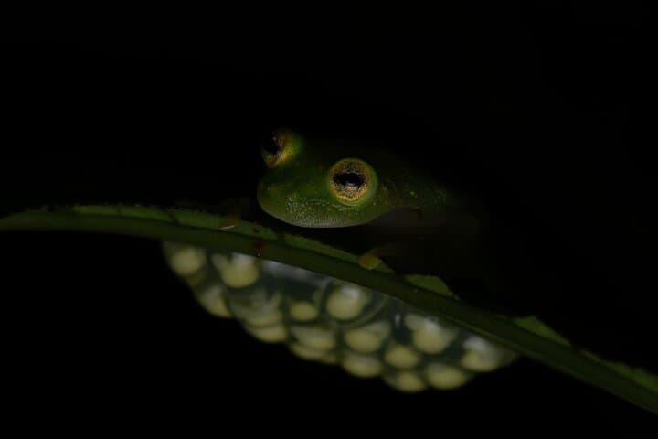 Night Walk Tour Monteverde — After-Dark Wildlife at El Refugio photo 6