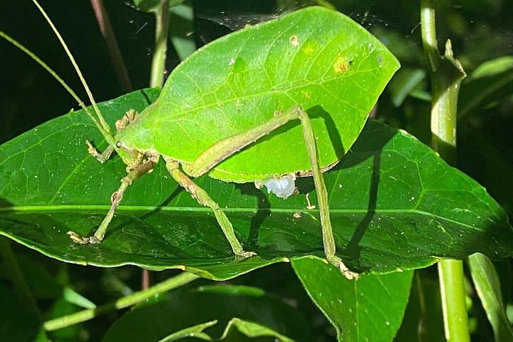 Orosi Nocturnal Wildlife Walk: 2-Hour Night Tour in Costa Rica's Cloud Forest photo 3