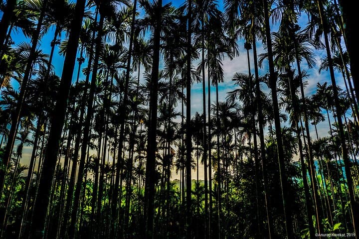 Ancient Lava Stream Trek on Havelock Island: Coastal Forest & Areca Plantation Hike photo 6