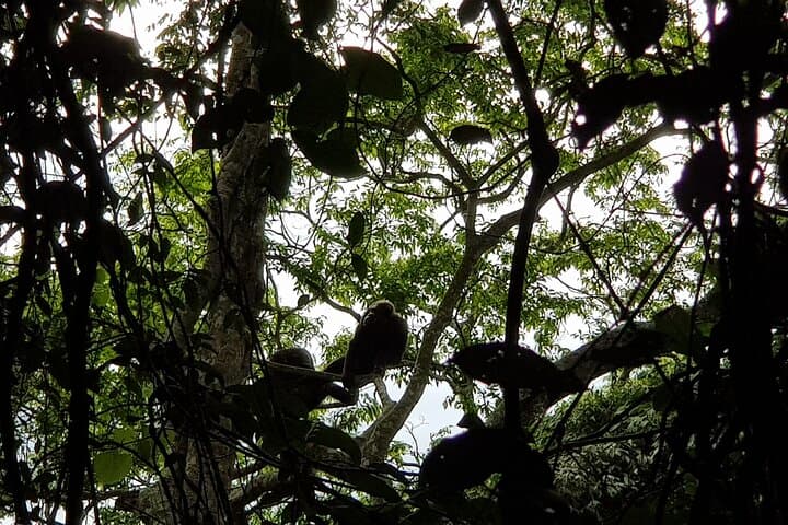 Two-Day Nyungwe Canopy Walk, Nyanza King's Palace & Chimpanzee Trekking from Kigali