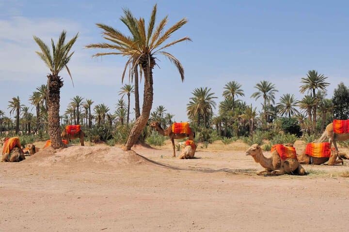 Camel Ride in Marrakech's Palm Grove — 2-Hour Palmeraie Ride with Tea photo 5