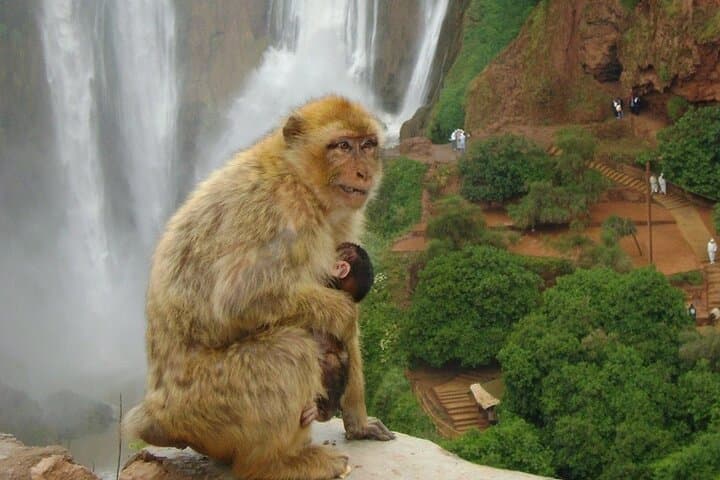 Ouzoud Waterfalls Day Trip from Marrakech: Cascades d'Ouzoud Guide photo 3