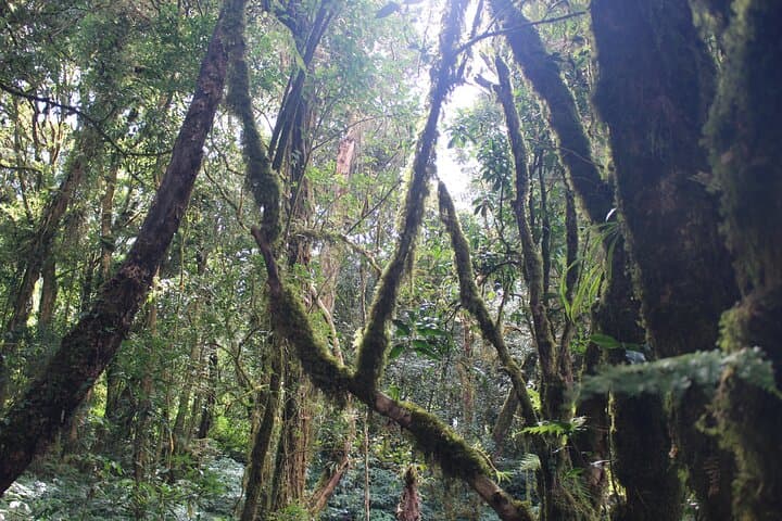 Private Transfer to Doi Inthanon National Park: Thailand’s Highest Peak Day Trip photo 4