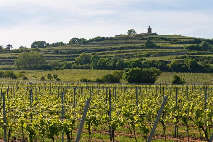 Rhein Castles & Wine Tasting Day Trip from Frankfurt