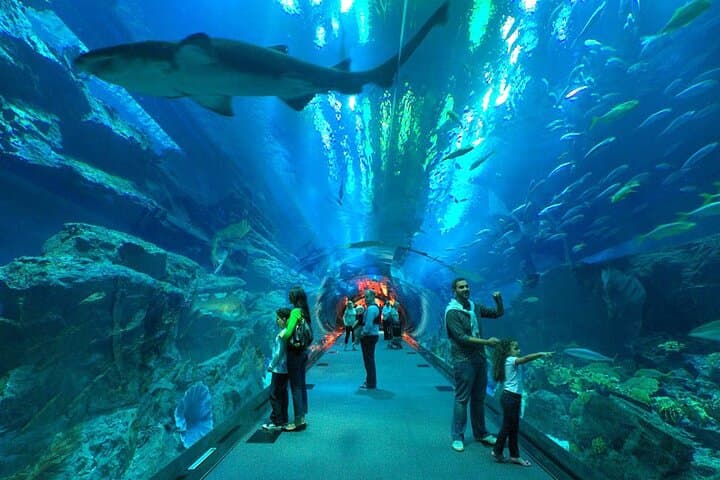 Inside Dubai Aquarium & Underwater Zoo: Walk the 48m Tunnel and Meet the King Croc photo 2