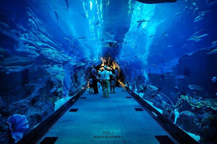 Inside Dubai Aquarium & Underwater Zoo: Walk the 48m Tunnel and Meet the King Croc photo 5