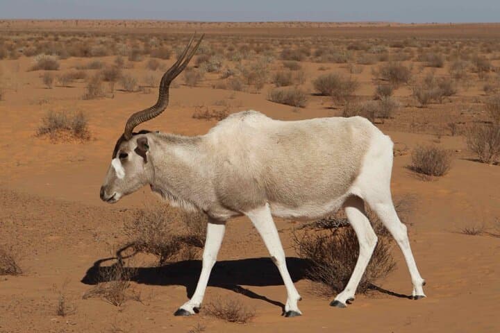 4x4 Safari in Souss-Massa National Park: Wildlife Drive from Agadir photo 3
