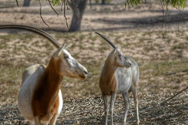 4x4 Safari in Souss-Massa National Park: Wildlife Drive from Agadir photo 5