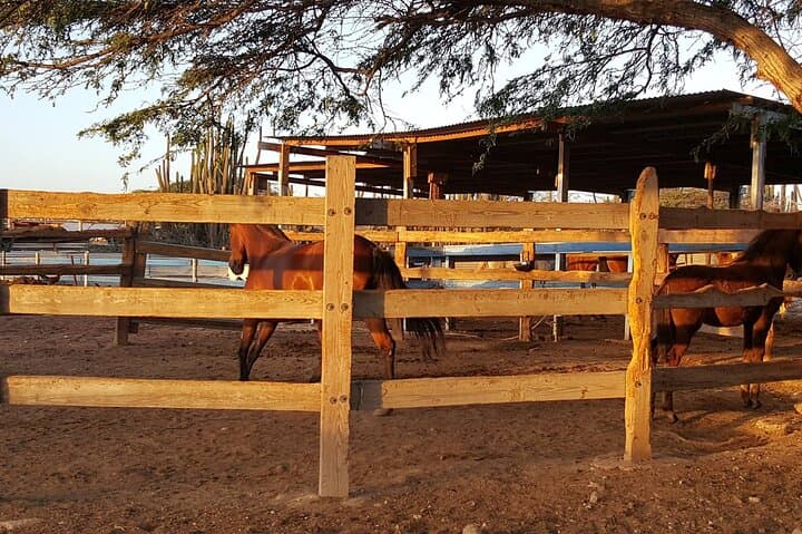 Horseback Riding at Wariruri Beach, Aruba — 90-Min North Coast Tour photo 2
