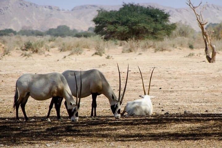 4x4 Safari in Souss-Massa National Park: Wildlife Drive from Agadir photo 4
