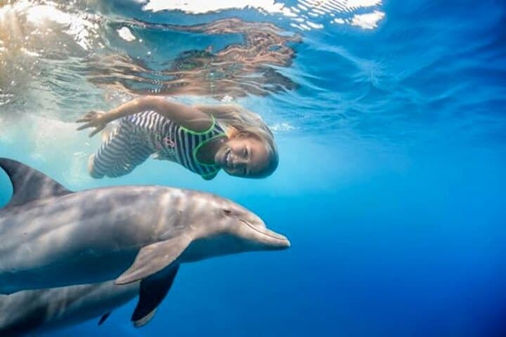 Dolphin House Red Sea Boat Trip — Swim with Wild Dolphins & Snorkel Hurghada
