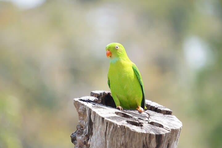 Sunrise at Kalapathar: Birdwatching and Village Tour on Havelock Island photo 4