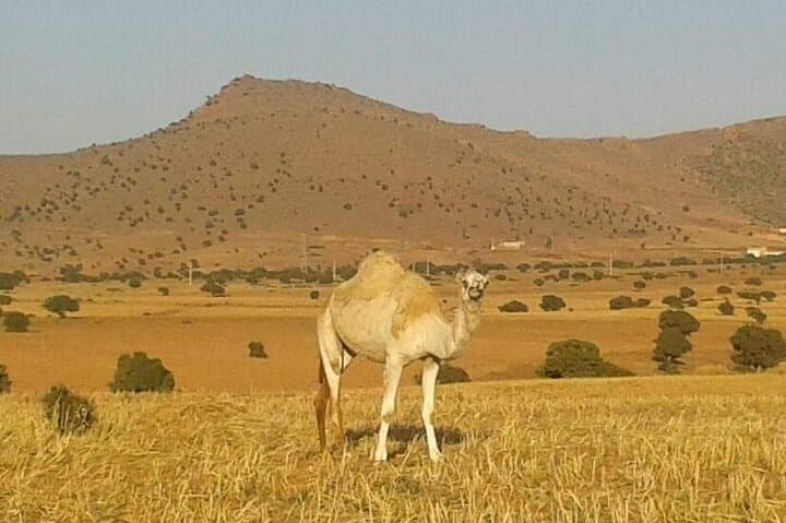 Agadir Camel and Horse Riding: Souss River Ranch & Eucalyptus Trails photo 3