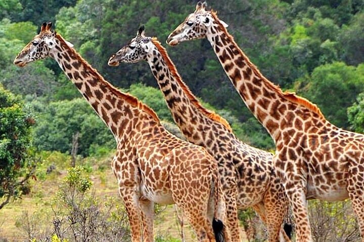 Mikumi National Park 2-Day Safari – Game Drives on the Mkata Floodplain photo 3