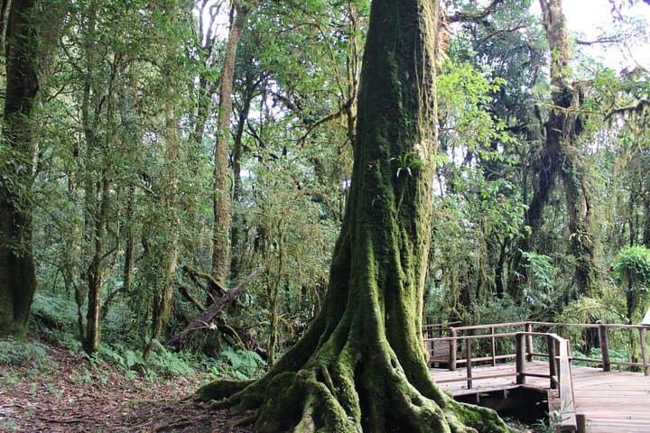 Private Transfer to Doi Inthanon National Park: Thailand’s Highest Peak Day Trip photo 5