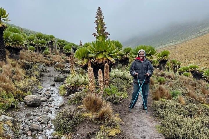 4-Day Mount Kenya Trek to Lenana Peak via Sirimon Route photo 6