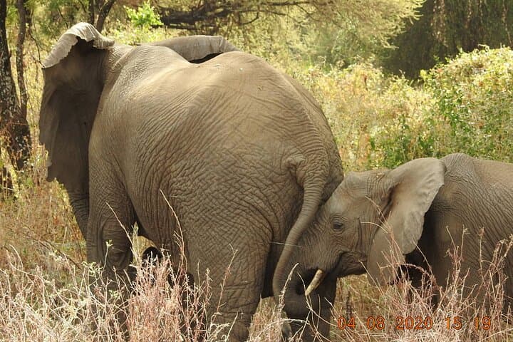 4-Day Serengeti Wildebeest Migration & Mara River Crossing Safari photo 5