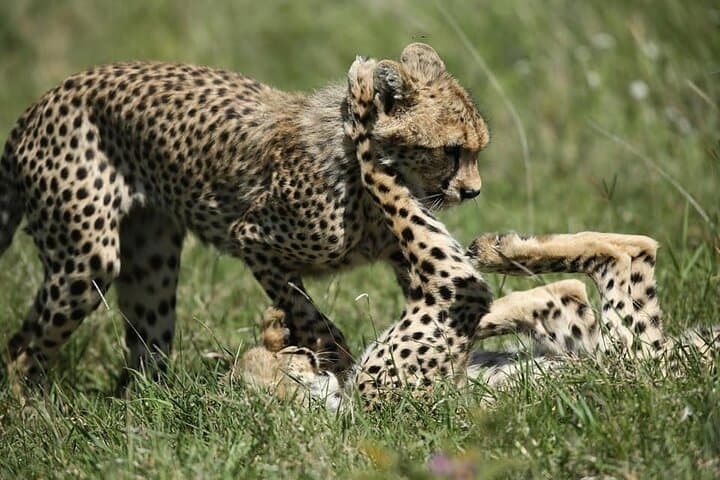 2-Day Private Safari: Tarangire & Ngorongoro Crater — Big Five and Baobabs photo 3