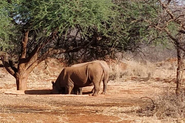 2-Day Private Safari: Tarangire & Ngorongoro Crater — Big Five and Baobabs photo 4