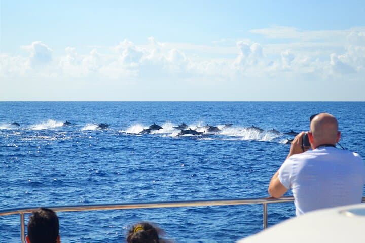 VipDolphins Luxury Whale Watching from Funchal: Dolphin & Whale Cruise photo 2