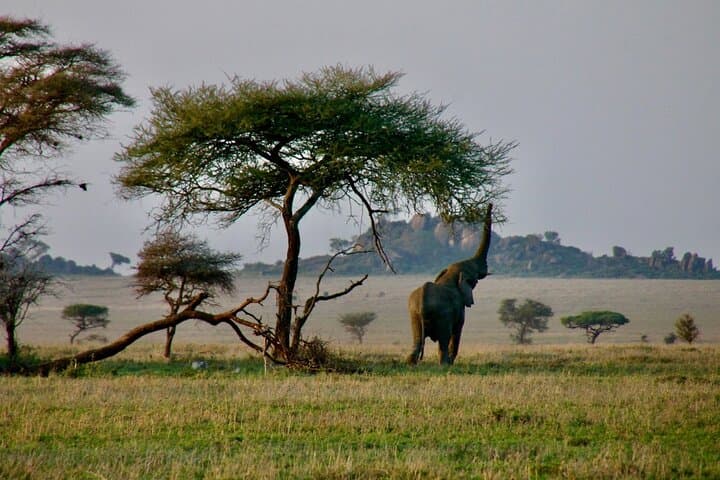 2-Day Private Safari: Tarangire & Ngorongoro Crater — Big Five and Baobabs photo 6