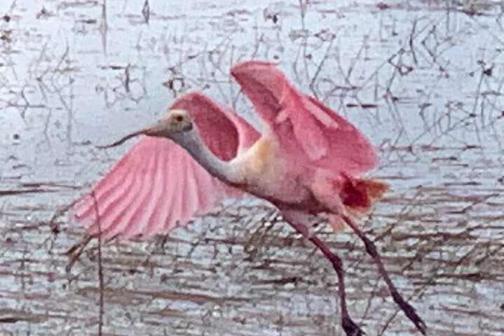 Private 1.5-Hour Everglades Airboat Tour from Fort Lauderdale photo 4