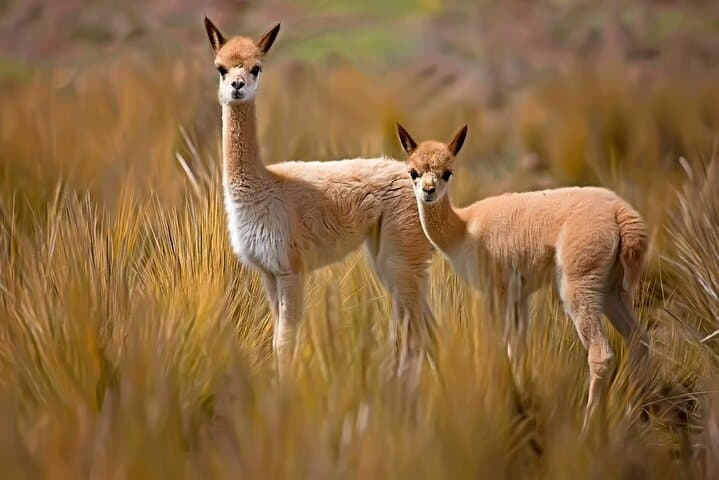 Colca Canyon Day Trip from Arequipa: Condors, Hot Springs & Andean Landscapes photo 5