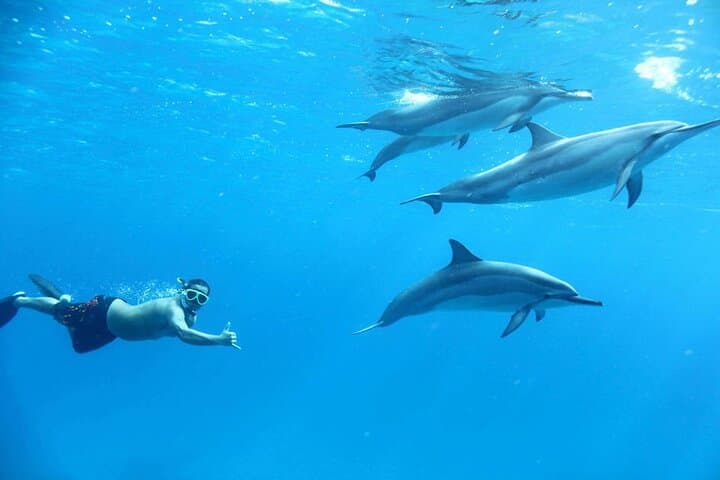 Hurghada Dolphin House Sea Trip: Full-Day Snorkel, Dolphins & Seafood Buffet photo 2