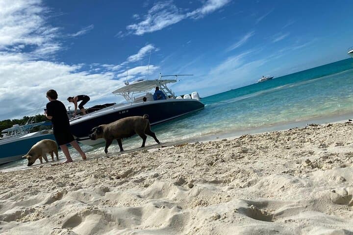 Exuma Day Boat Charters: Swim with Pigs, Turtles & Snorkel Pristine Reefs photo 3