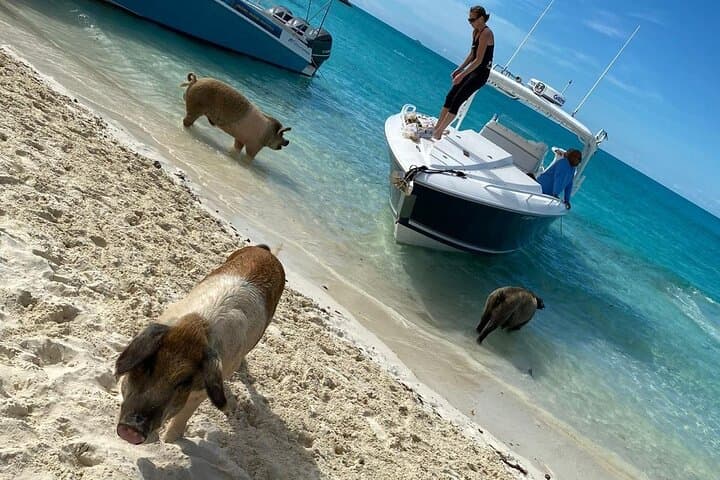 Exuma Day Boat Charters: Swim with Pigs, Turtles & Snorkel Pristine Reefs photo 5