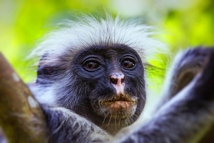 Salaam Cave to Paje Beach: Full-Day Zanzibar Swim, Forest & Coastal Tour photo 2