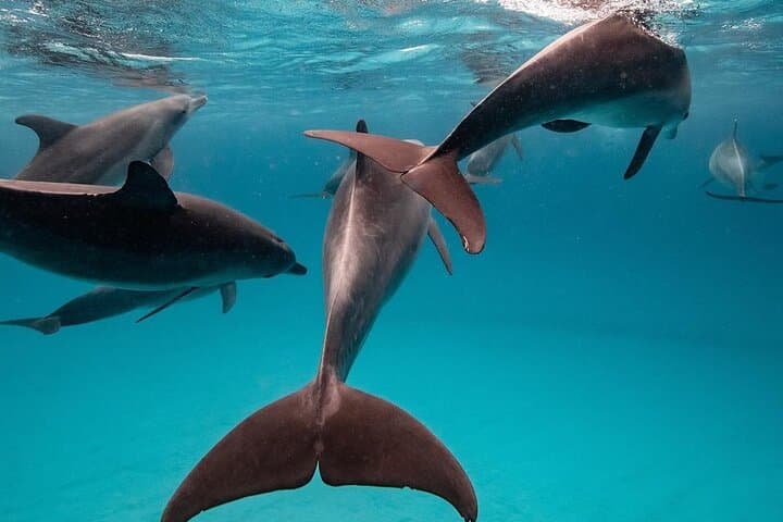 Zanzibar Private Dolphin & East Coast Highlights — Mnemba, Kuza Cave, Paje, The Rock & Jozani photo 2