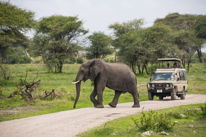 Ruaha National Park: 2-Day Budget Safari from Iringa photo 2