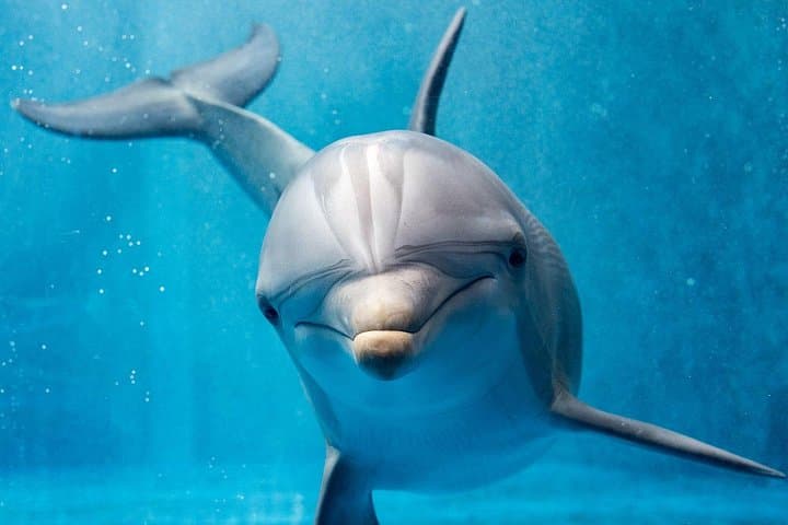 Full-Day Dolphin House Snorkeling Trip From Marsa Alam — Coral Reefs & Dolphin Encounters photo 1